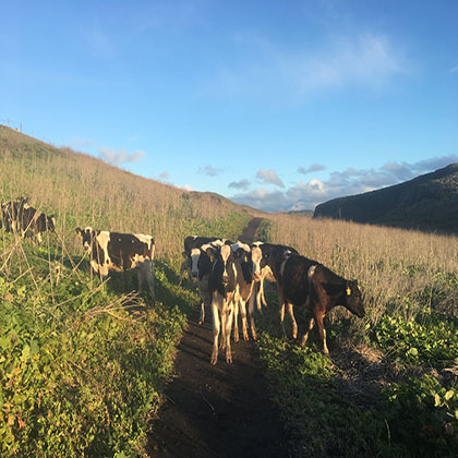 cows in point reyes national seashore cows in point reyes national seashore